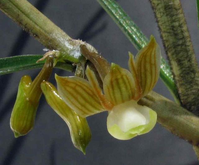 Hoàng thảo mảnh - Dendrobium pachyglossum