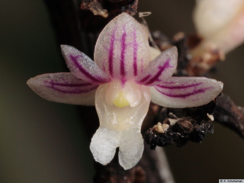 Hoàng thảo móng rồng - Dendrobium aloifolium