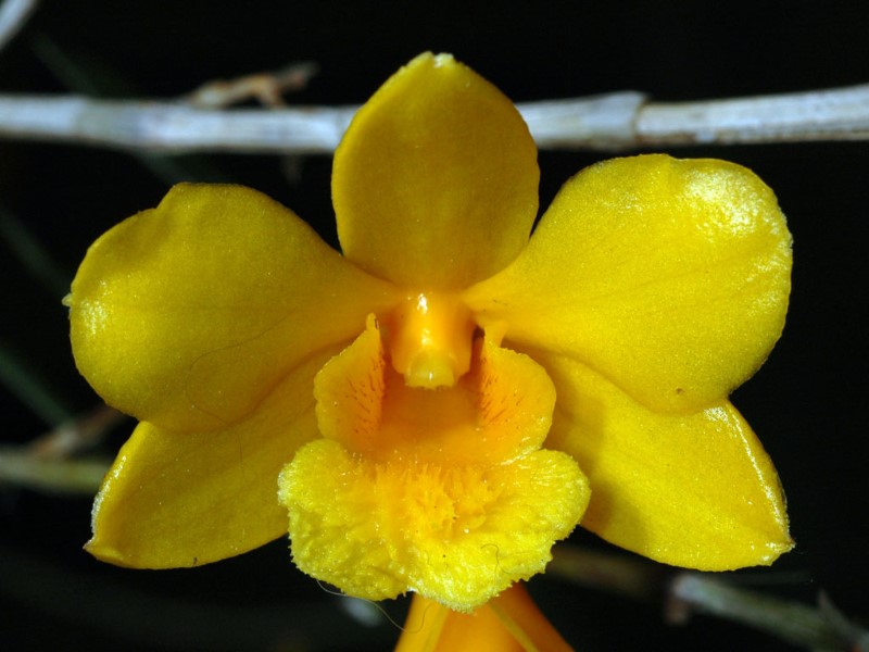 Hoàng thảo trúc - Dendrobium hancockii