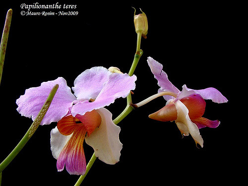 Lan cành giao - Papilionanthe teres Roxb Schltr