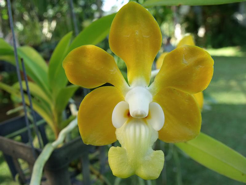 Mỹ dung dạ hương - Vanda denisoniana