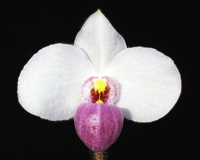 Lan hài hồng - Paphiopedilum delenatii