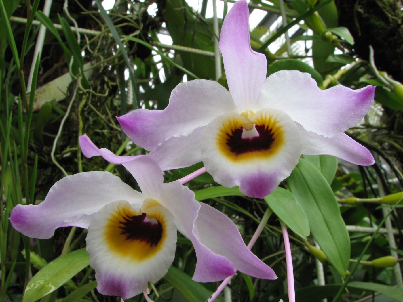 Hoàng thảo chuỗi ngọc