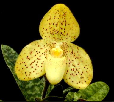 Lan hài đốm - Paphiopedilum concolor