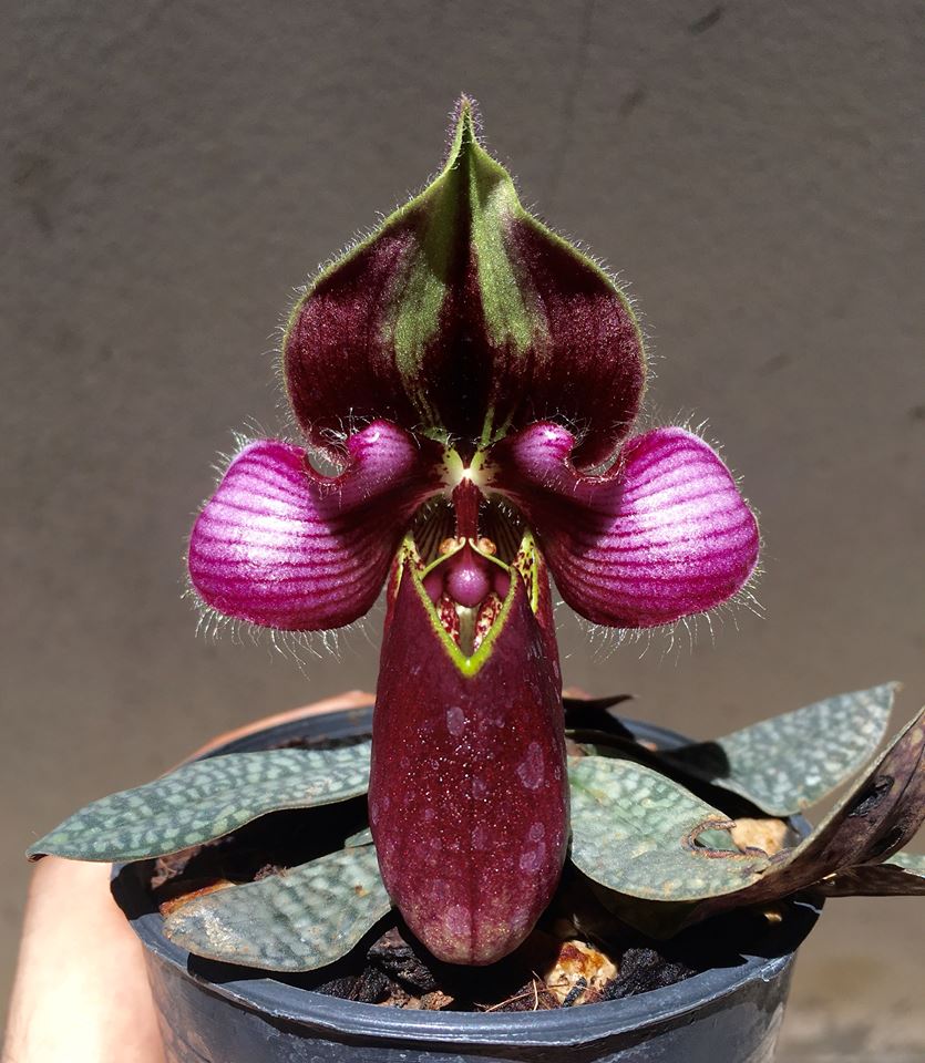 Tông lào - Paphiopedilum rungsuriyanum