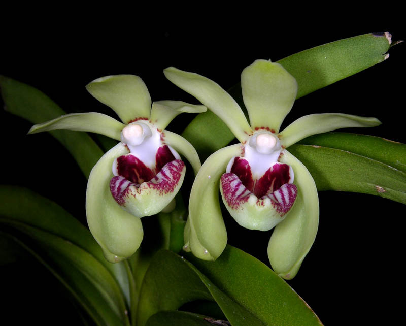 Lan Vanda uyên ương - Vanda pumila