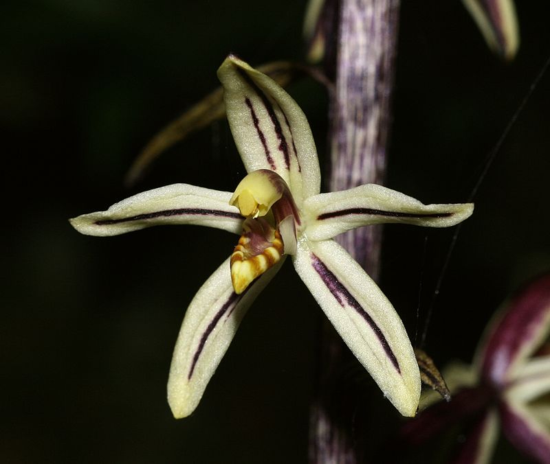 Aphyllorchis - Âm lan