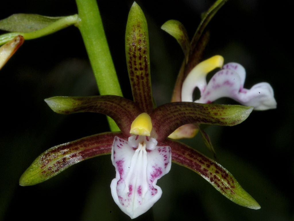 Lan cô lý bắc - Chrysoglossum assamicum