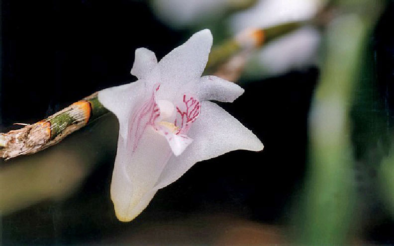 Hoàng thảo tiểu hộc - Dendrobium podagraria