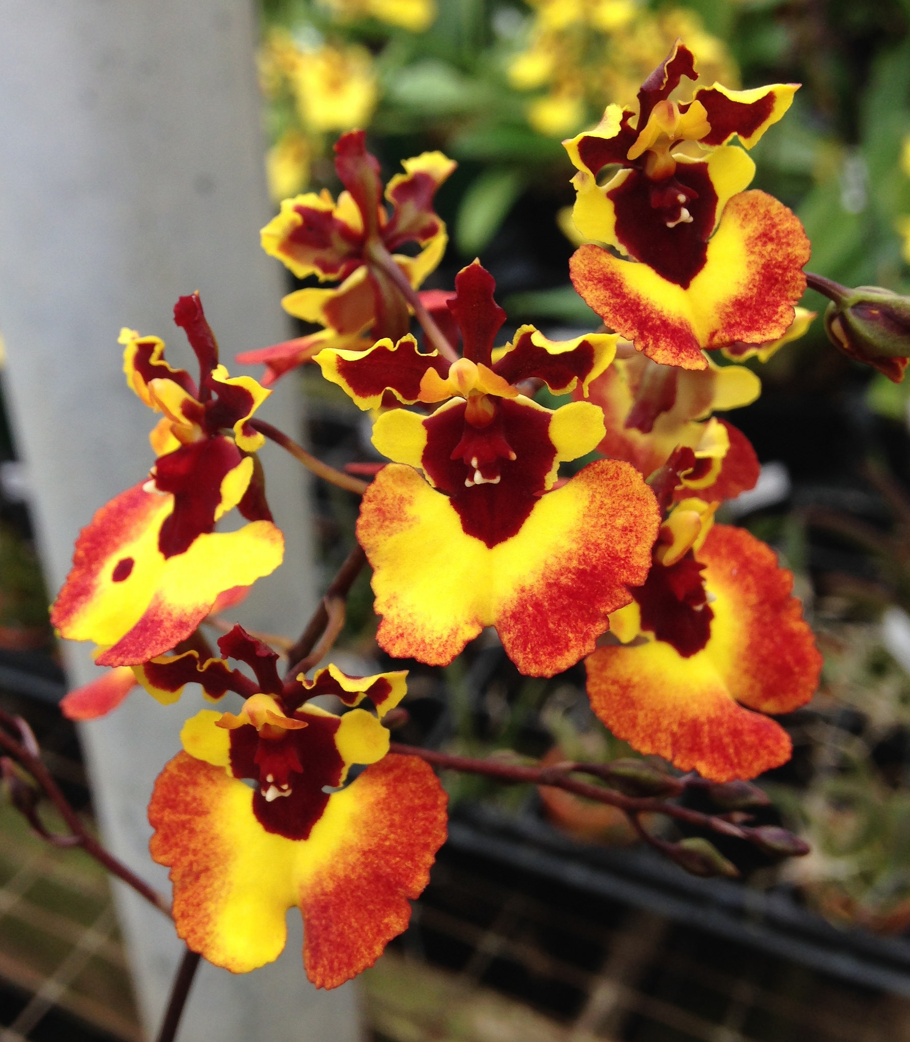 Lan vũ nữ bút chì - Oncidium Tolumnia