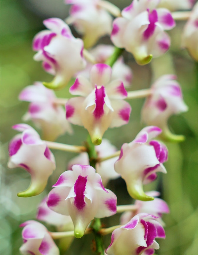 Cửu bảo tiên - Aerides Lawrenciae