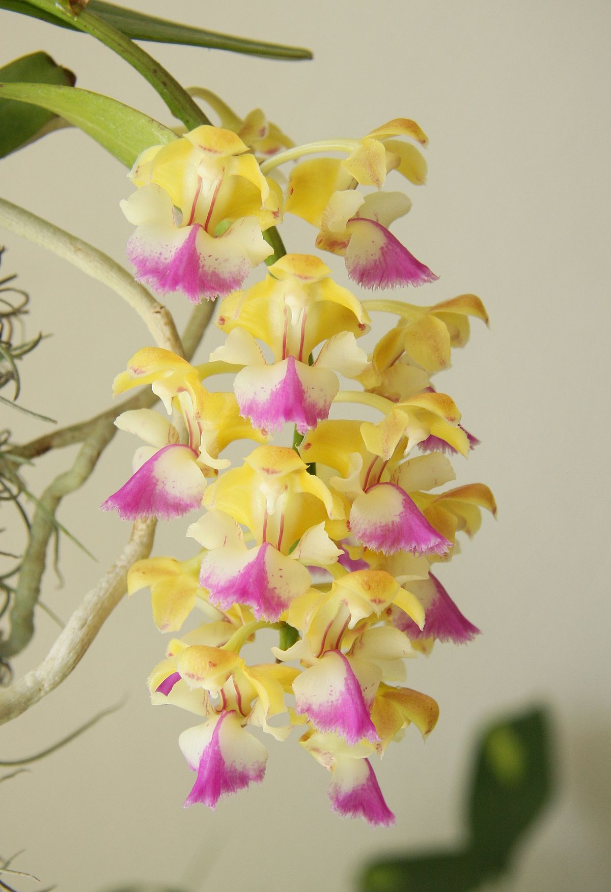 Hoàng nhạn - Aerides odorata x houlletiana