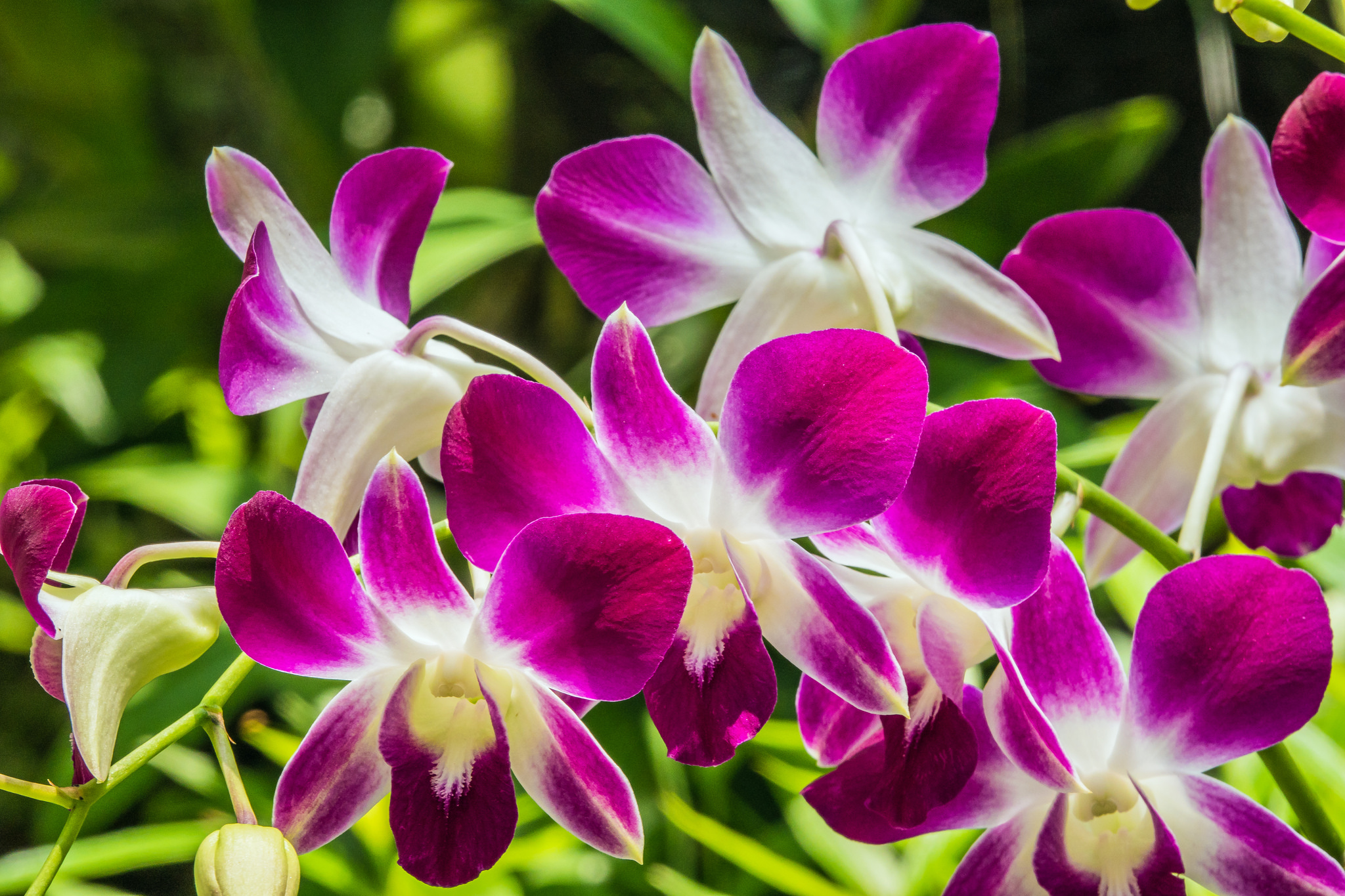 Đăng lan Sonia - Dendrobium Sonia