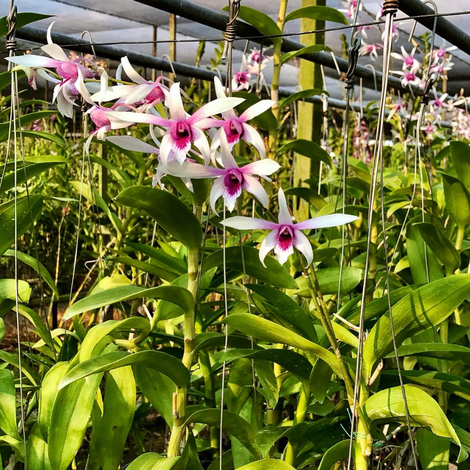 Dendro nắng - Dendrobium Caesar