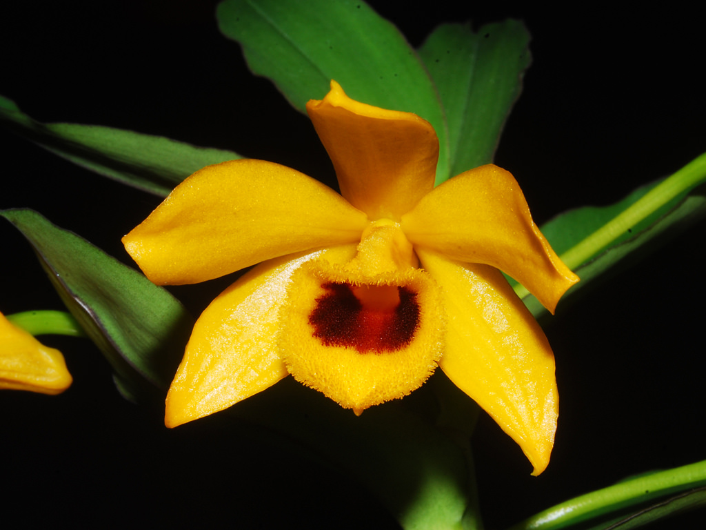 Trầm vàng - Dendrobium ochreatum