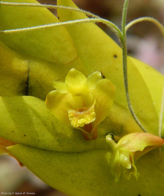 Hoàng thảo móng rùa - Dendrobium anceps