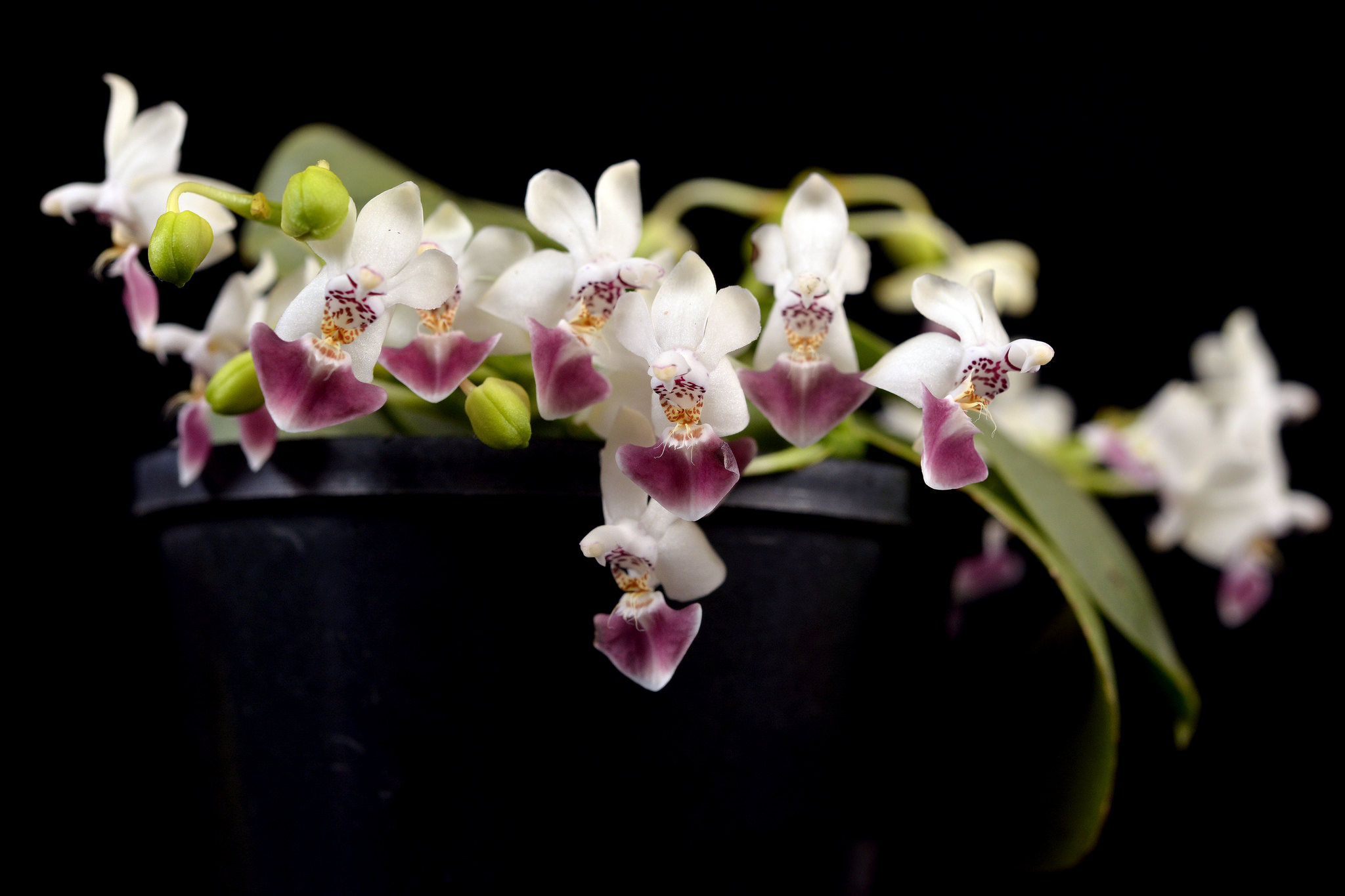 Lan bướm tím - Phalaenopsis parishii