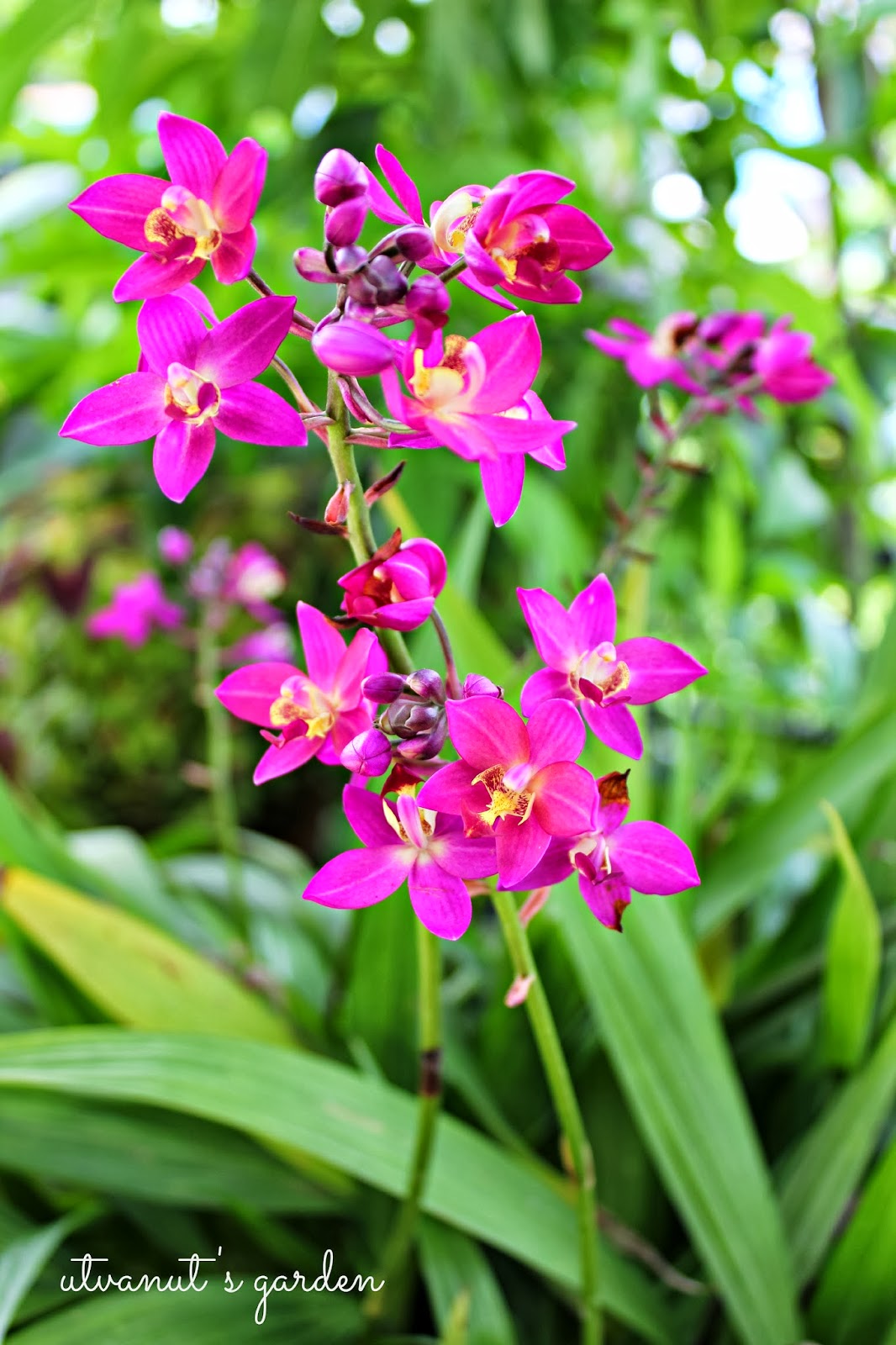 Lan chu đinh - Spathoglottis plicata