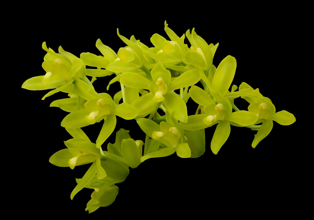 Lan hoàng hậu - Grammatophyllum