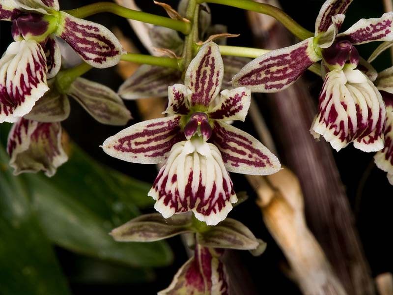 Lan Epidendrum marmoratum