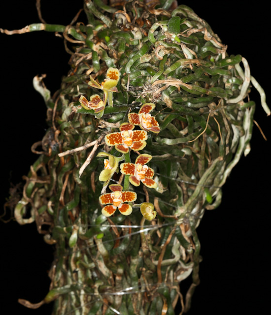 Lan Vân nam - Gastrochilus yunnanensis