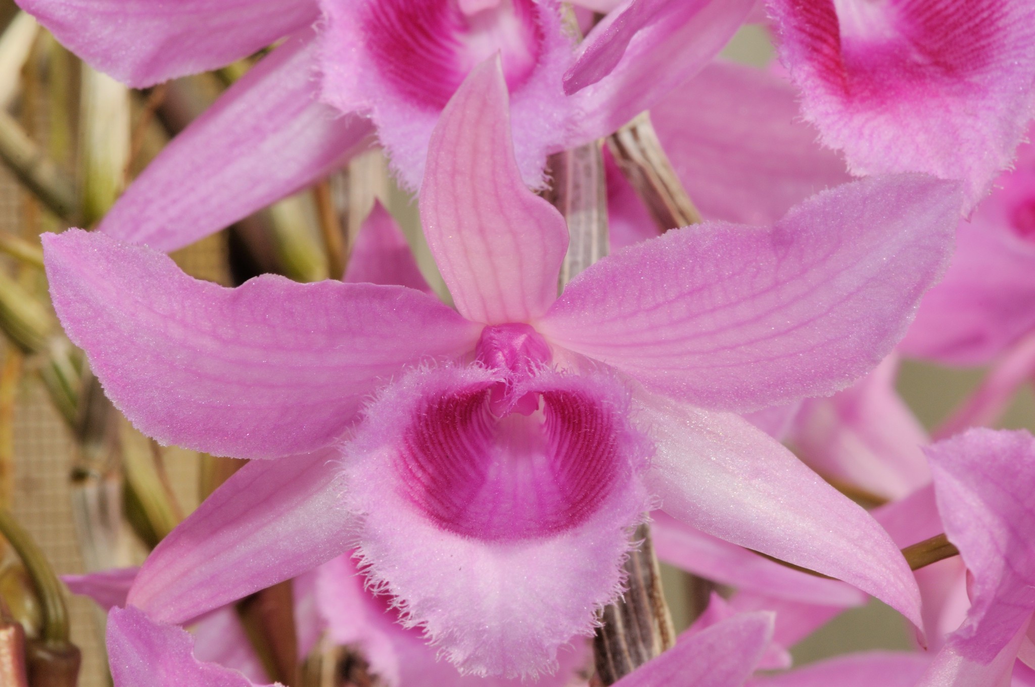 Giả hạc hawaii - Dendrobium Adastra