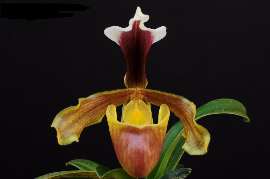 Lan hài đỏ son - Paphiopedilum coccineum