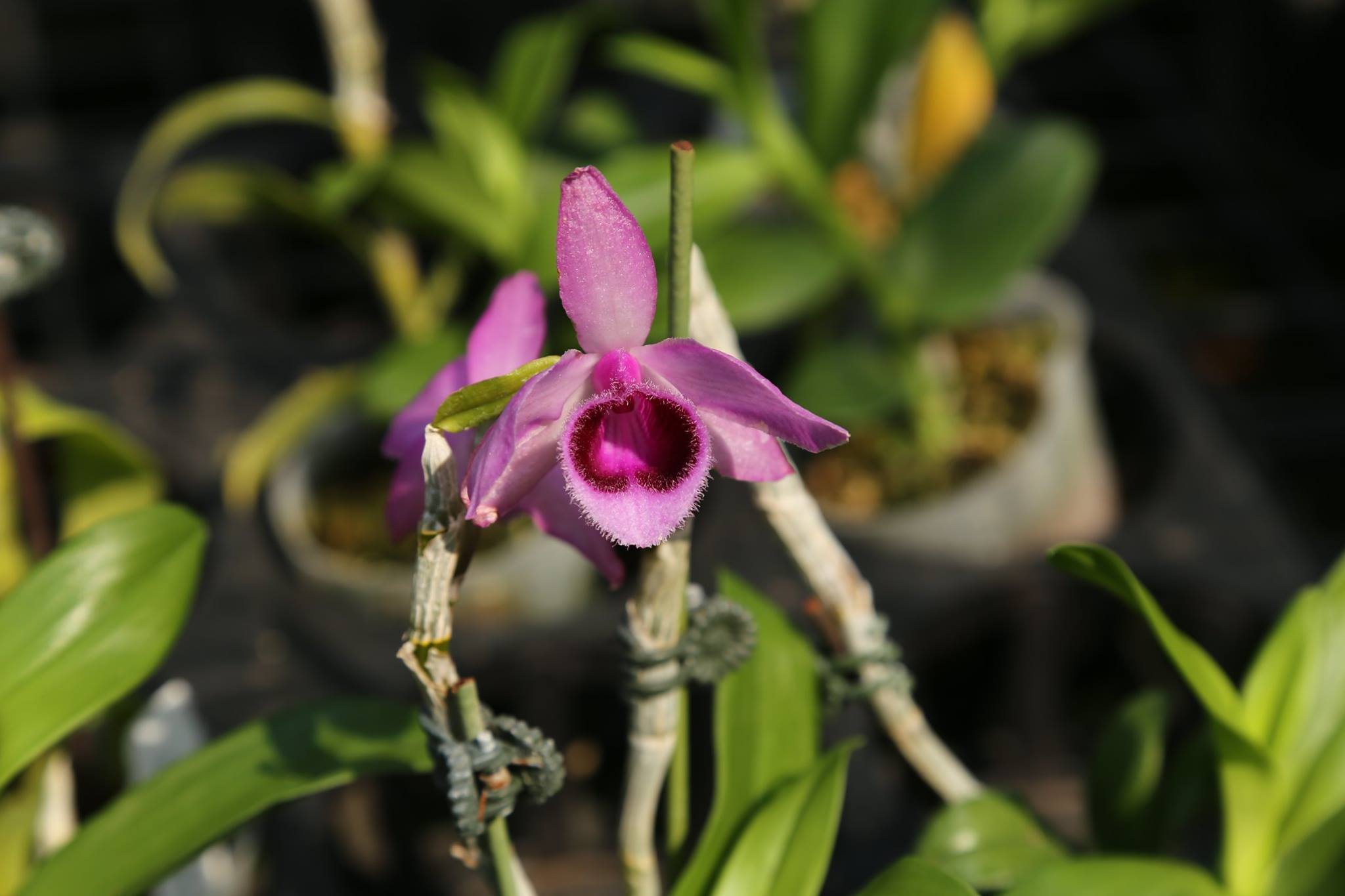 Trầm rồng đỏ - Den Nestor Red Dragon