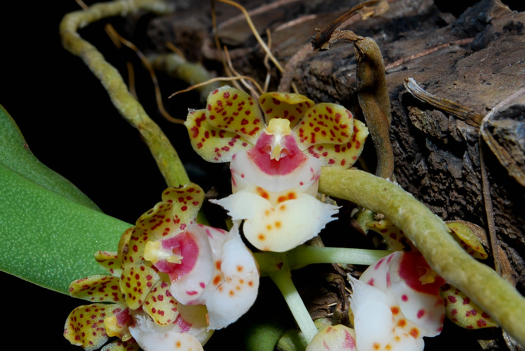 Túi thơ Hải Nam - Gastrochilus hainanensis