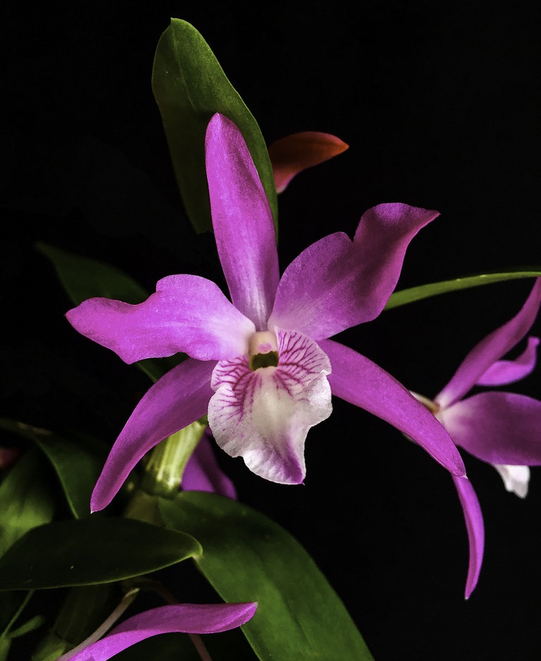 Hoàng thảo cầu vồng - Dendrobium Rainbow Dance