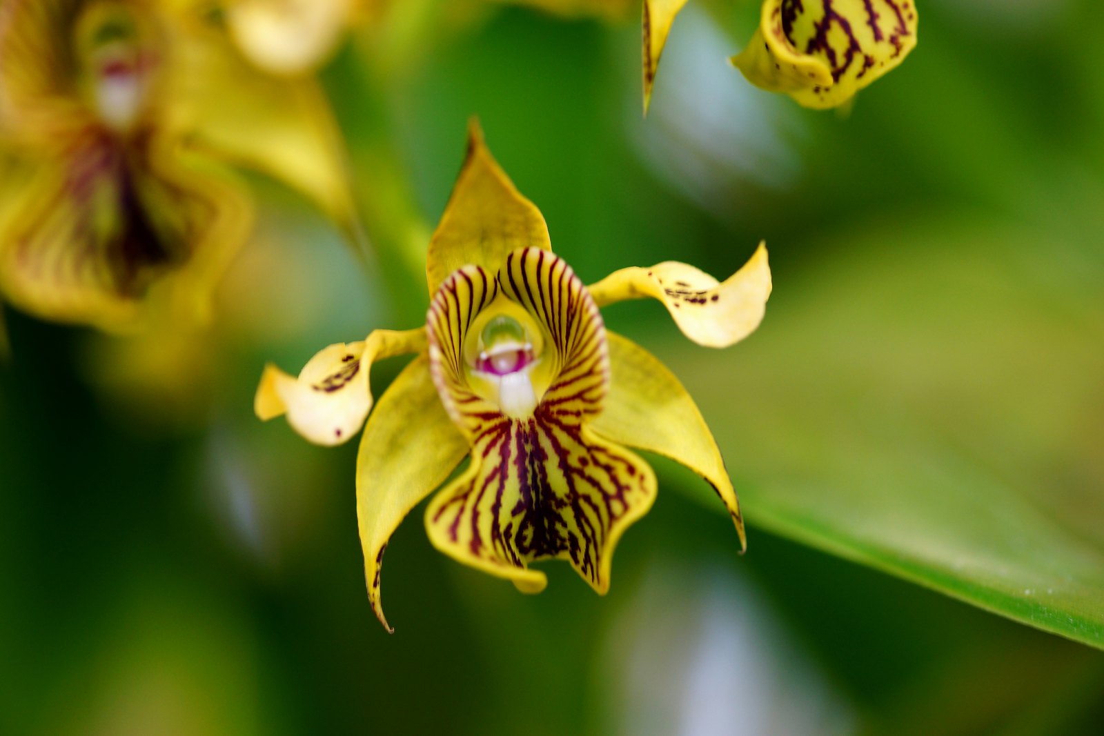 Lan Dendrobium macrophyllum