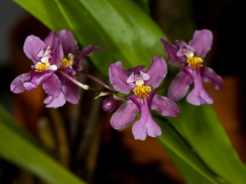 Lan vũ nữ - Oncidium ornithorhynchum