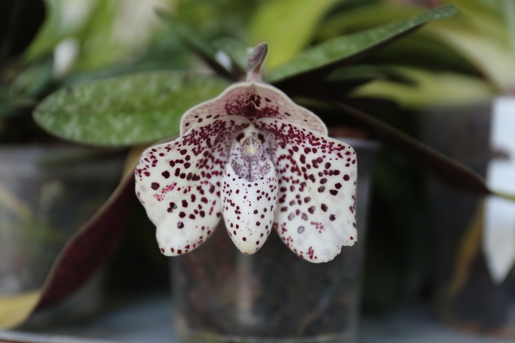 Lan hài chó đốm - Paphiopedilum bellatulum