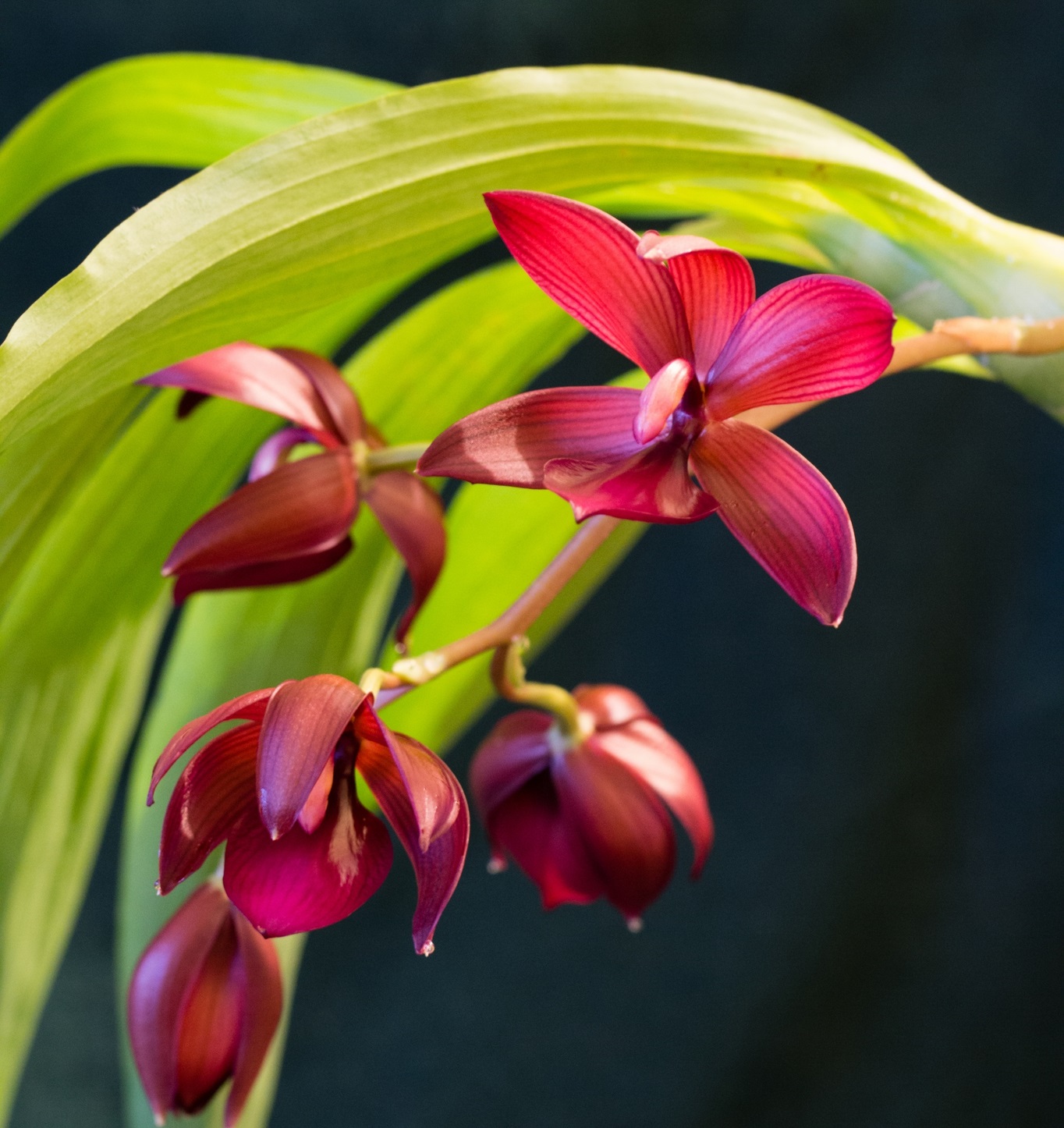 Thiên nga đỏ - Cycnoches Wine Delight