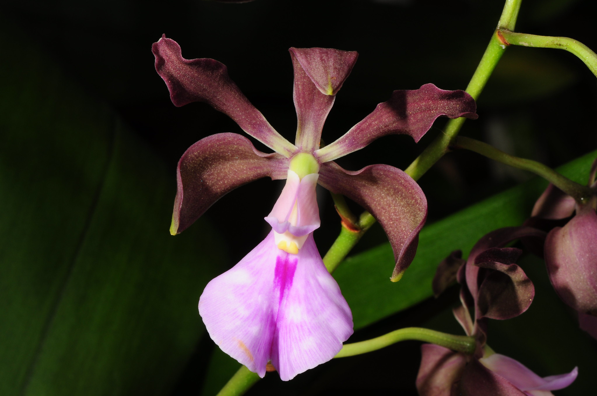 Hoa lan Encyclia cordigera
