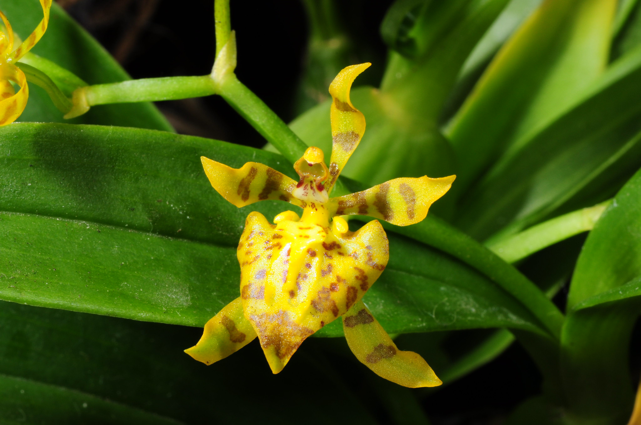 Lan Cyrtochilum meirax