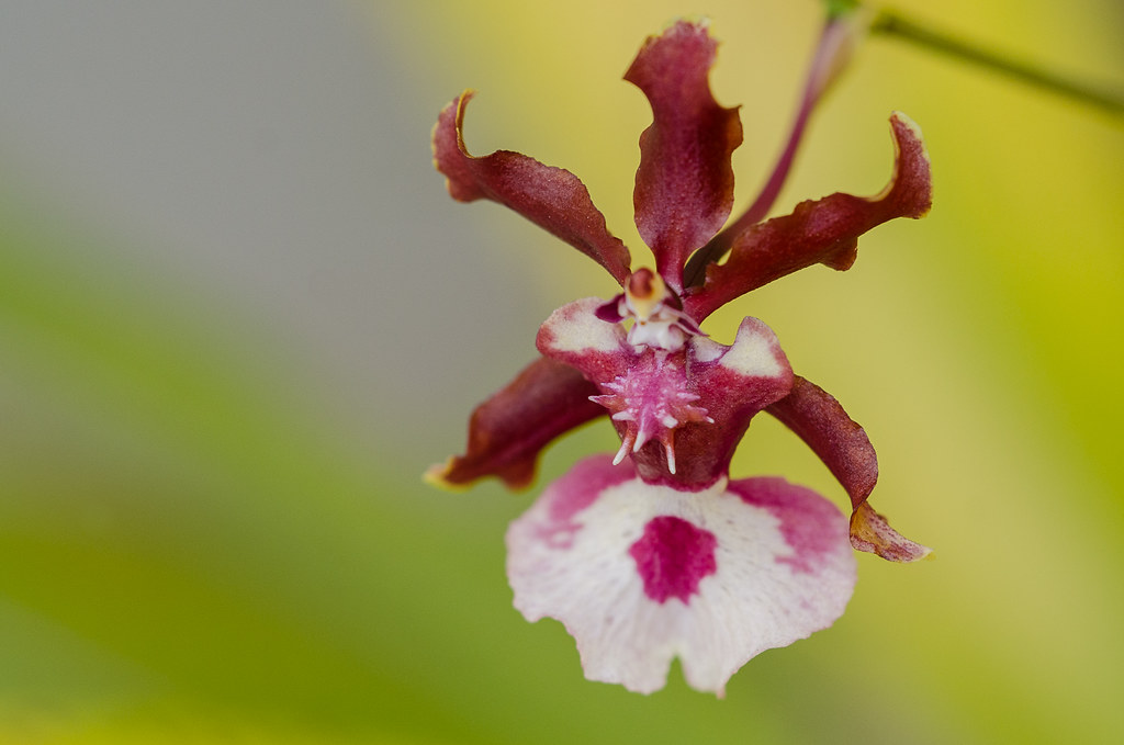 Vũ nữ hoa đỏ - Oncidium Sharry Baby