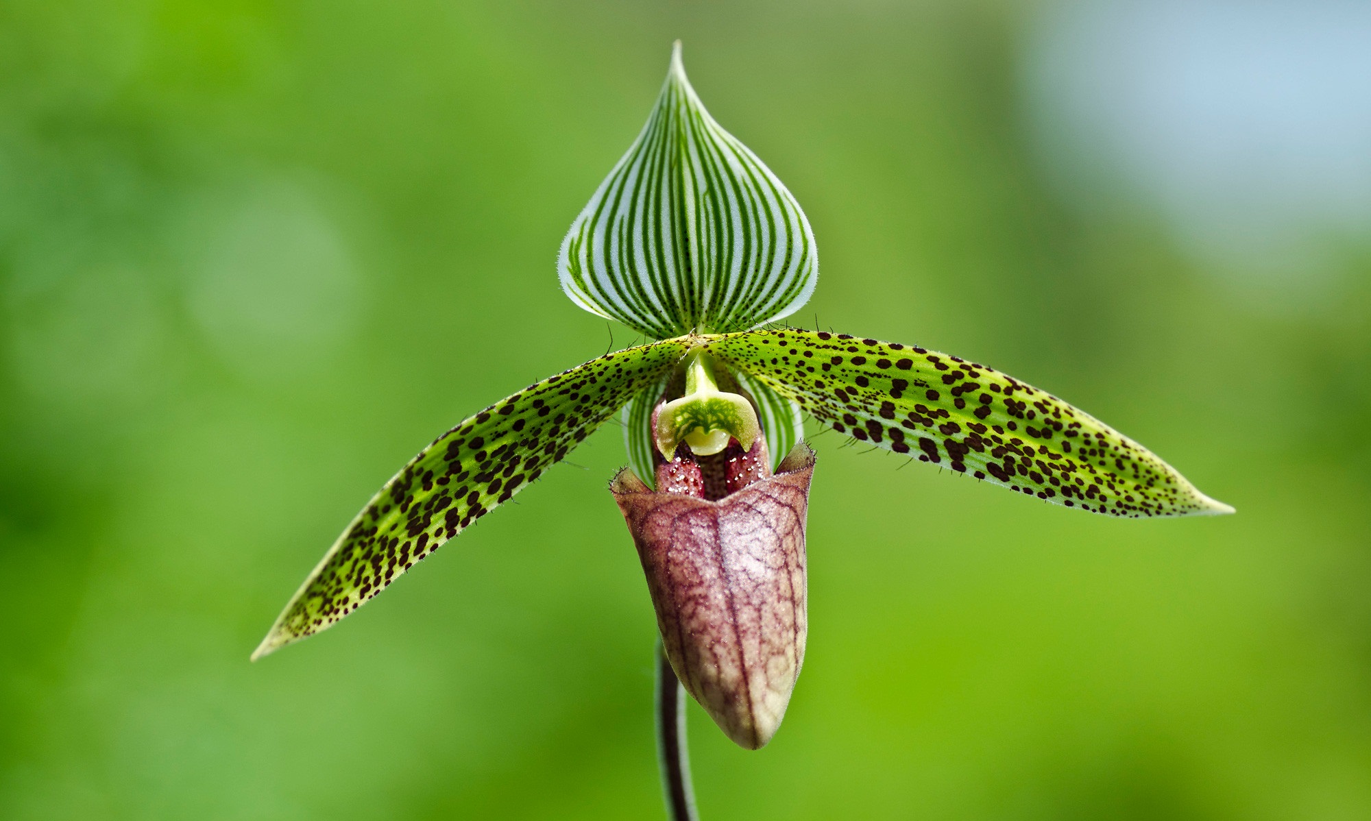 Lan hài - Paphiopedilum sukhakulii