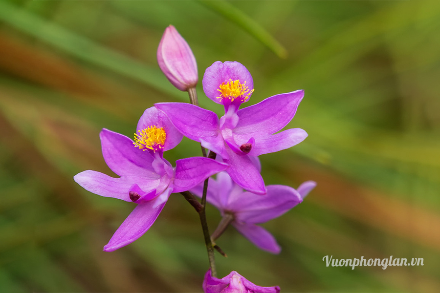Râu cỏ hồng - Calopogon barbatus
