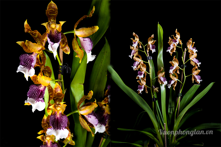 Lan vũ nữ harryanum - Oncidium harryanum