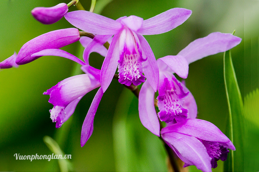 Lan bạch cập - Bletilla striata