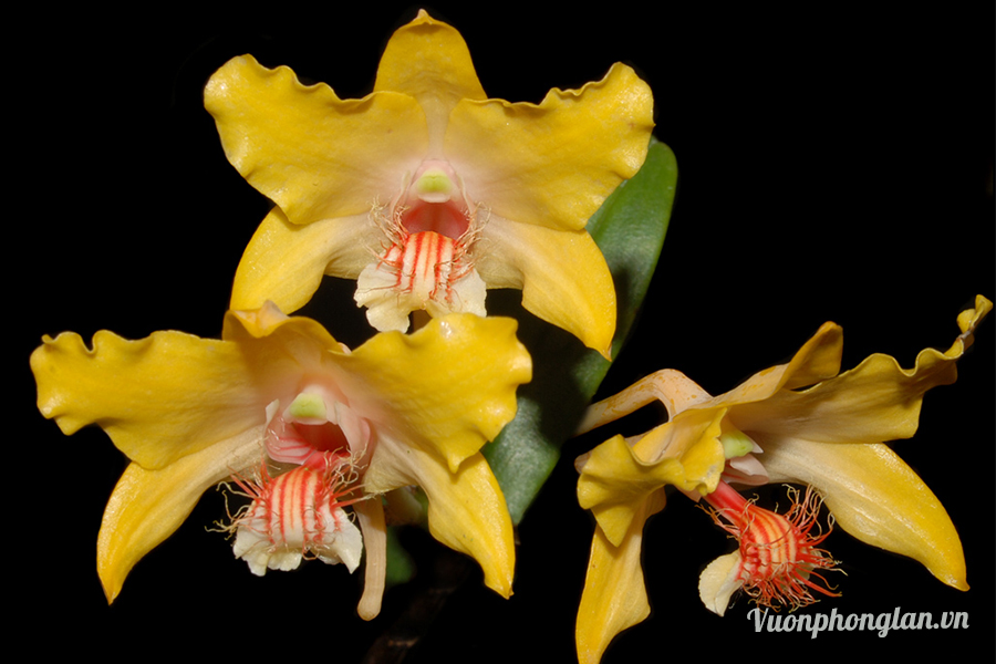 Lan Hoàng thảo - Dendrobium lowii