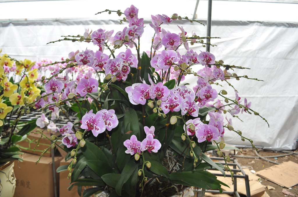 Chậu Hoa Phong Lan Đại Hồ Điệp với 36 cần hoa