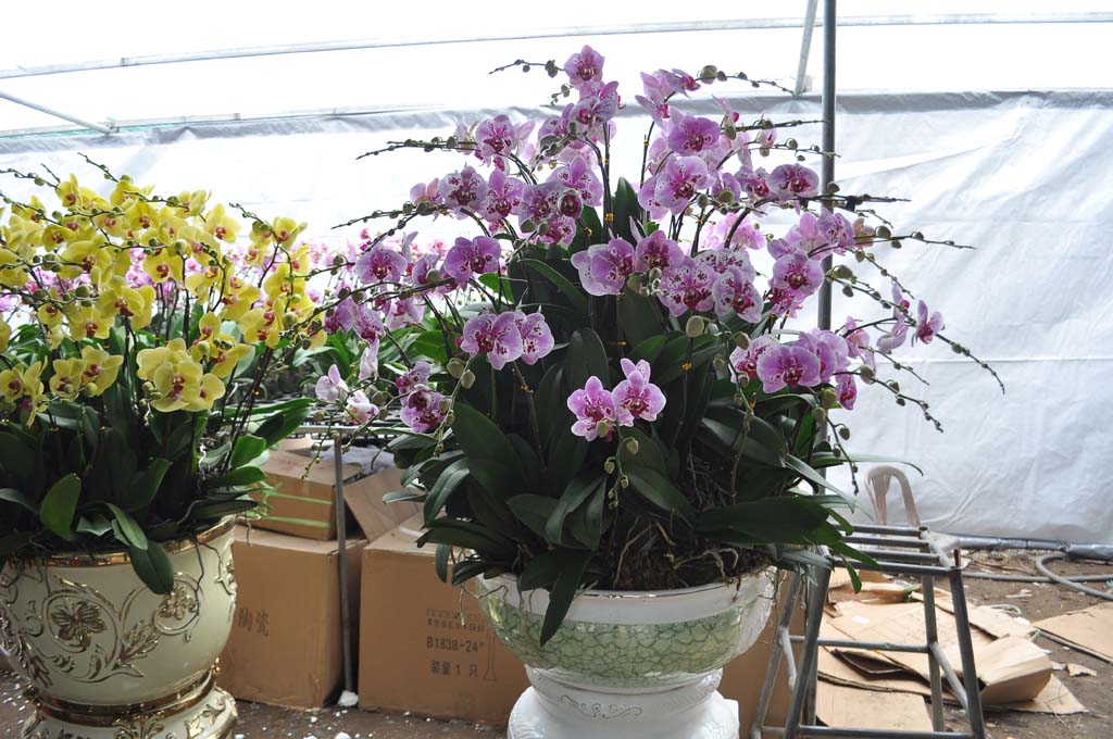 Chậu Hoa Phong Lan Đại Hồ Điệp với 36 cần hoa