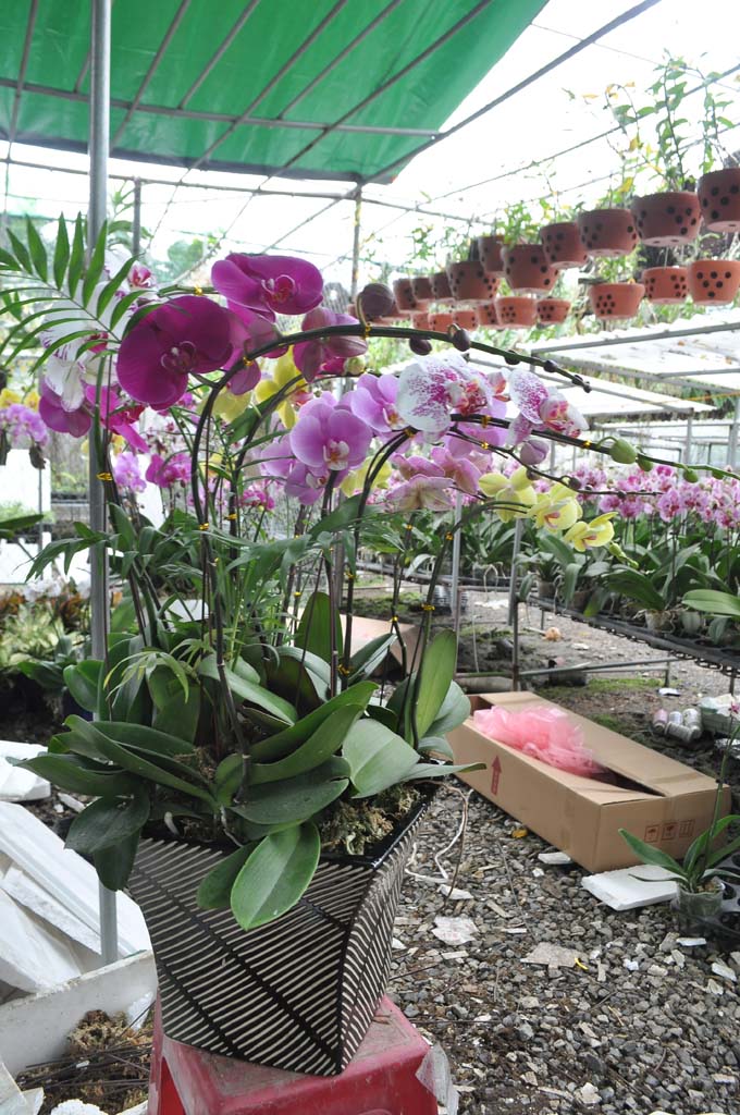 Chậu Lan hồ điệp