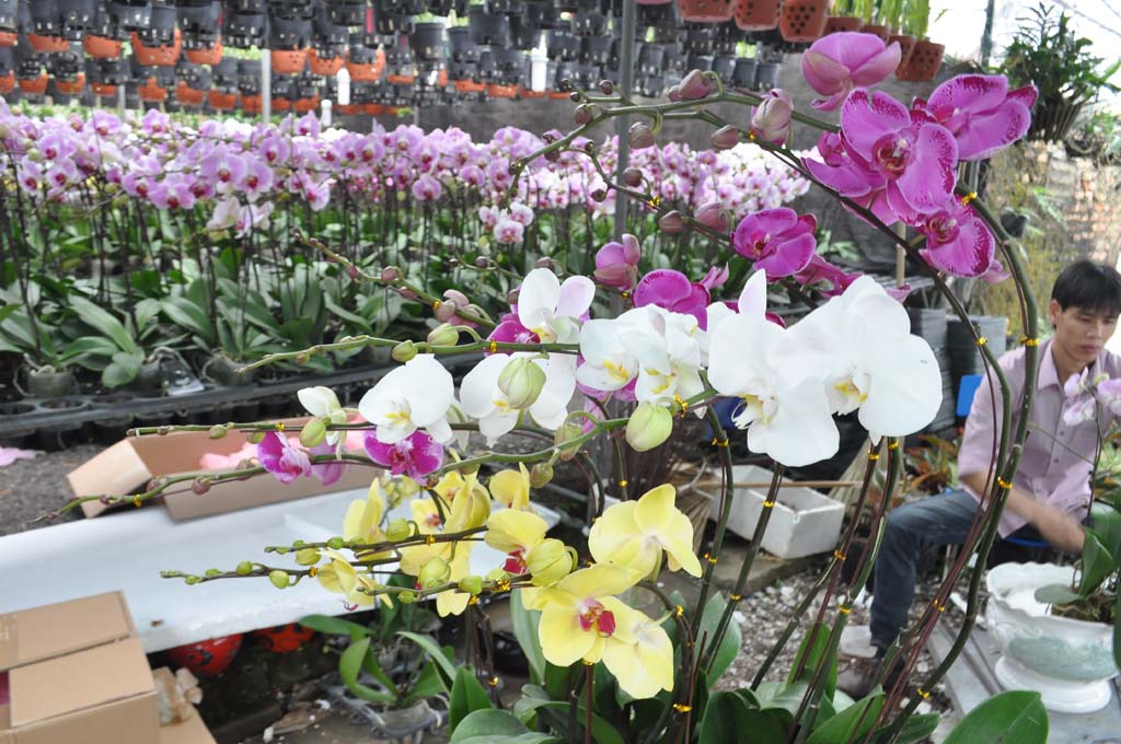 Thuyền hoa lan Đại Hồ Điệp chơi Tết với 12 cần hoa