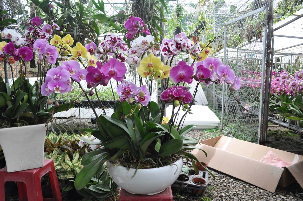 Chậu hoa lan Đại Hồ Điệp với 15 cần hoa