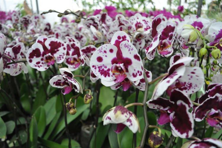 Đại Hồ Điệp đốm