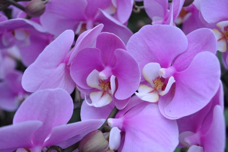 Hoa phong lan Đại Hồ Điệp tím