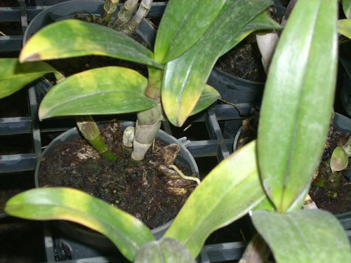 Nhận biết tình trạng cây lan thông qua lá và rễ